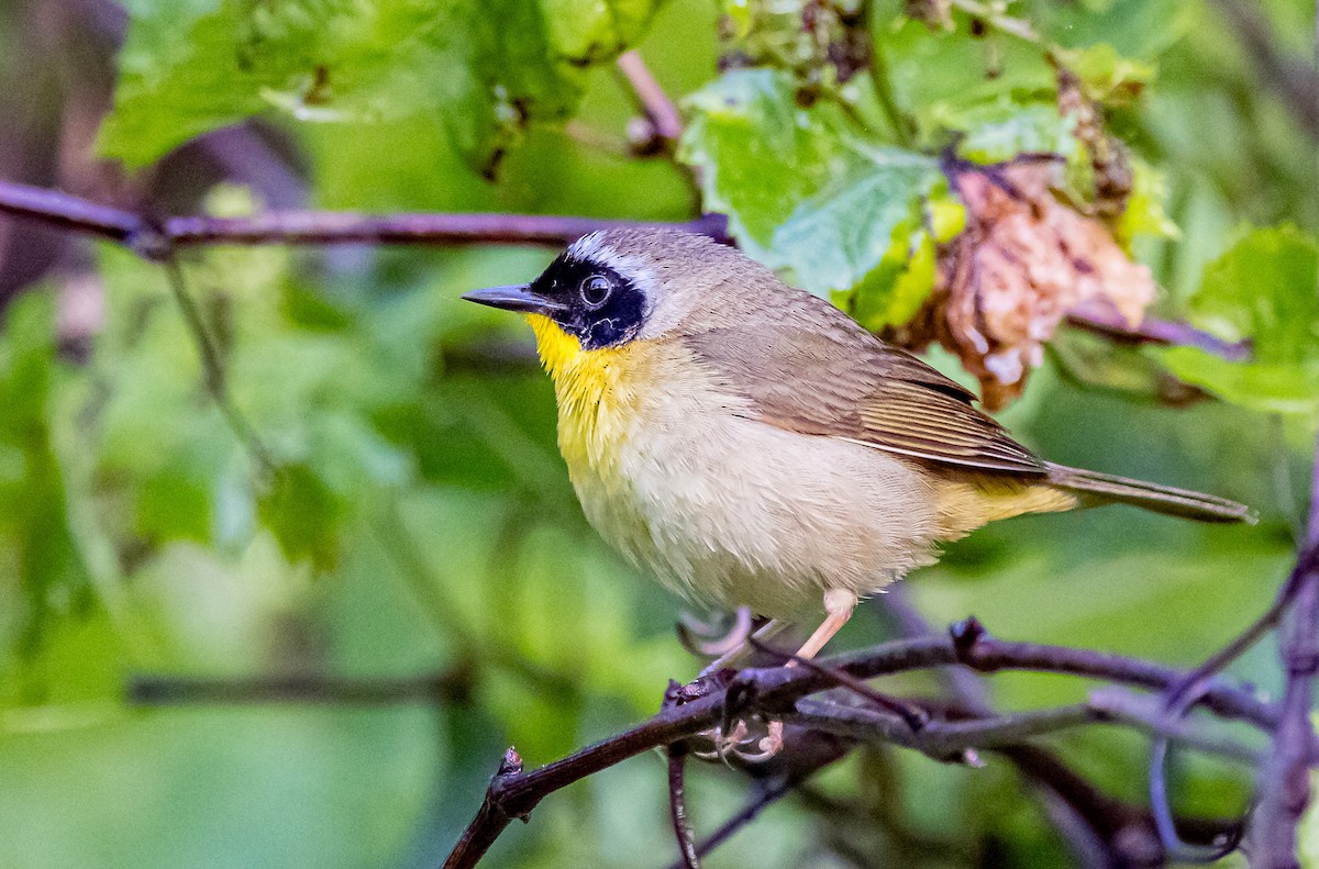 Paruline masquée - ML619742187