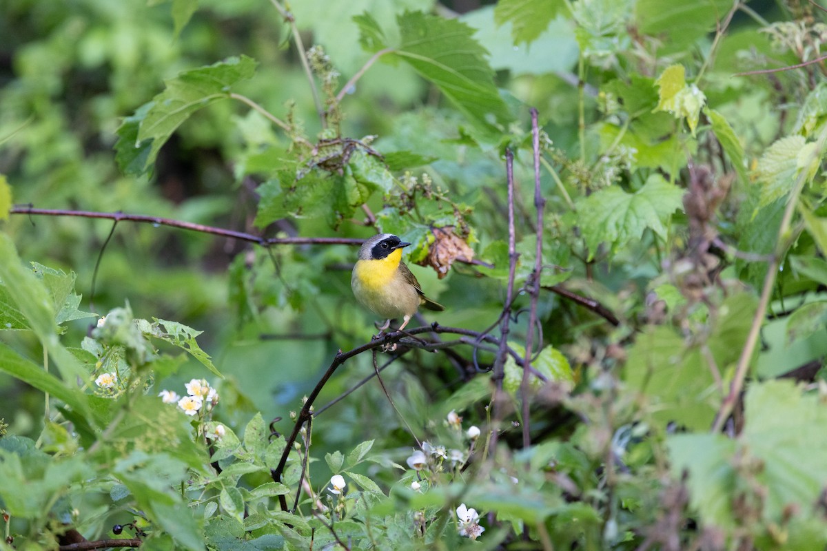 Common Yellowthroat - ML619742188