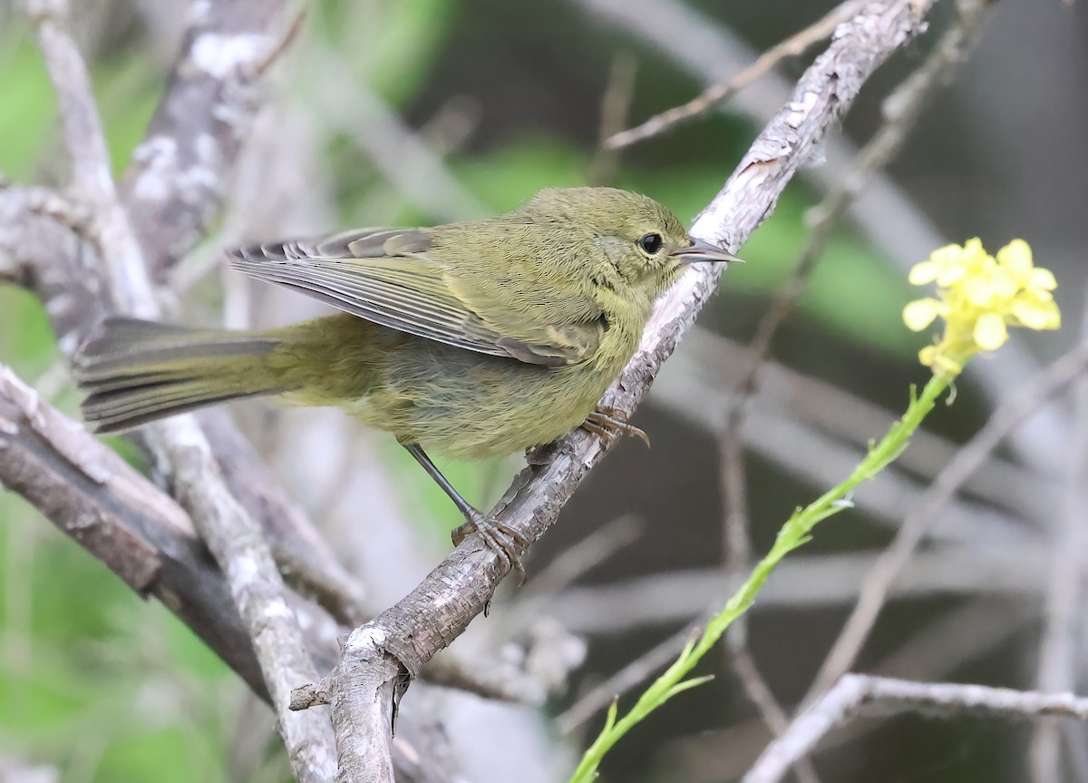 Orange-crowned Warbler - ML619742208