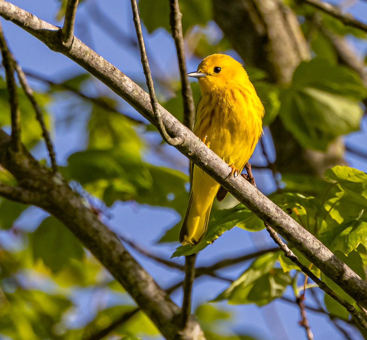 Yellow Warbler - ML619742212