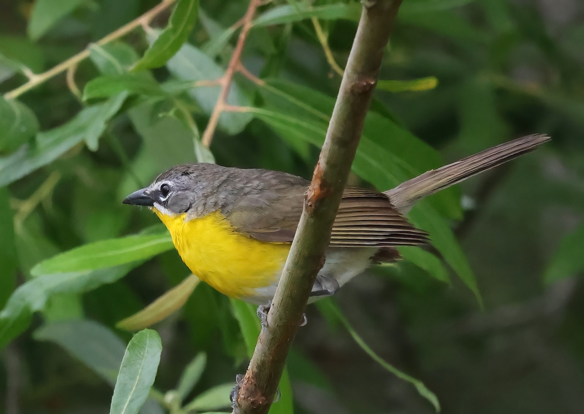 Yellow-breasted Chat - ML619742220