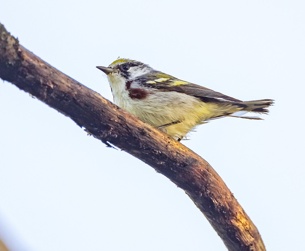 Gelbscheitel-Waldsänger - ML619742232