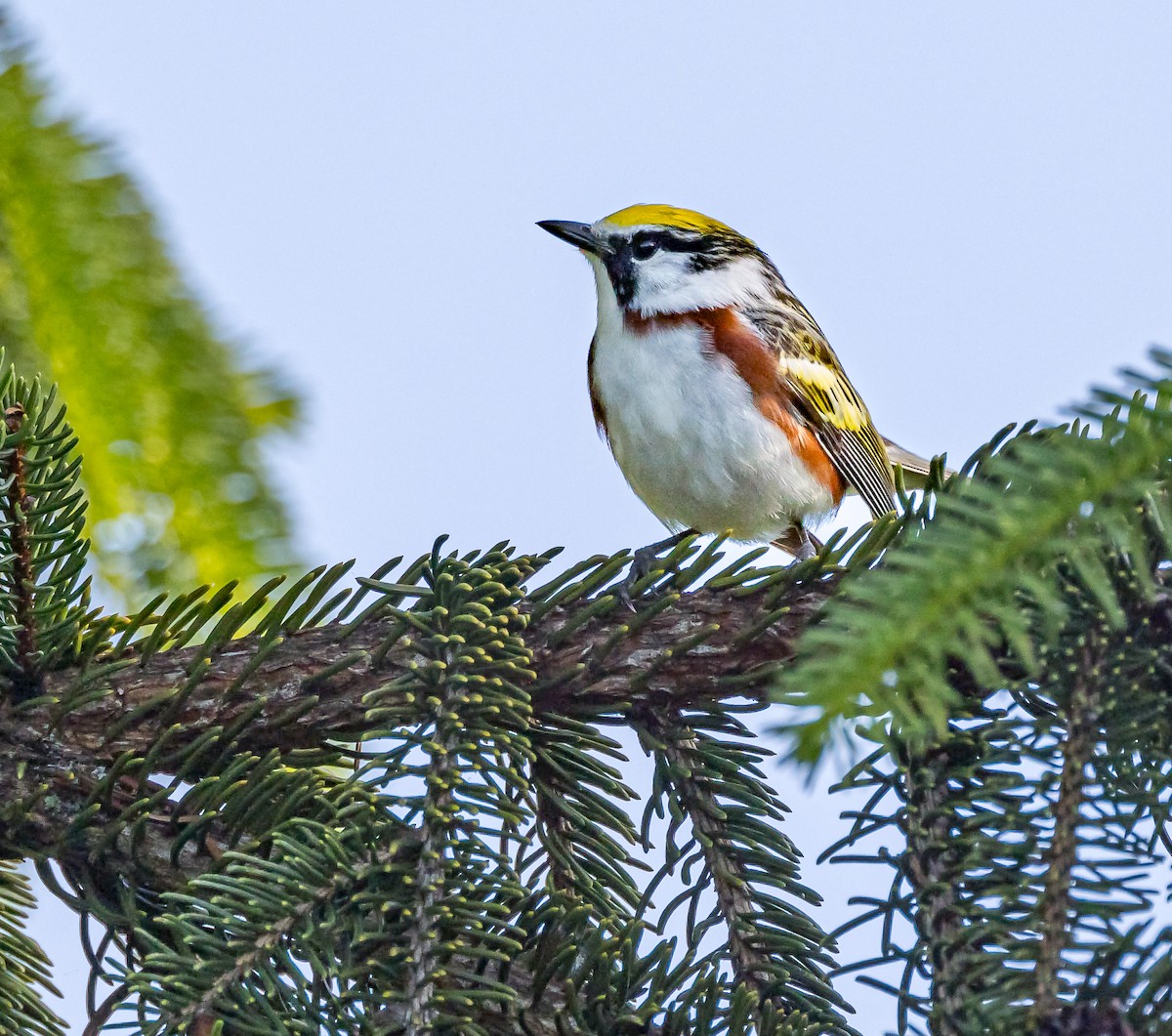 Paruline à flancs marron - ML619742235