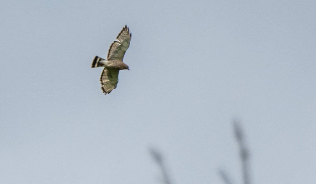 Broad-winged Hawk - ML619742281