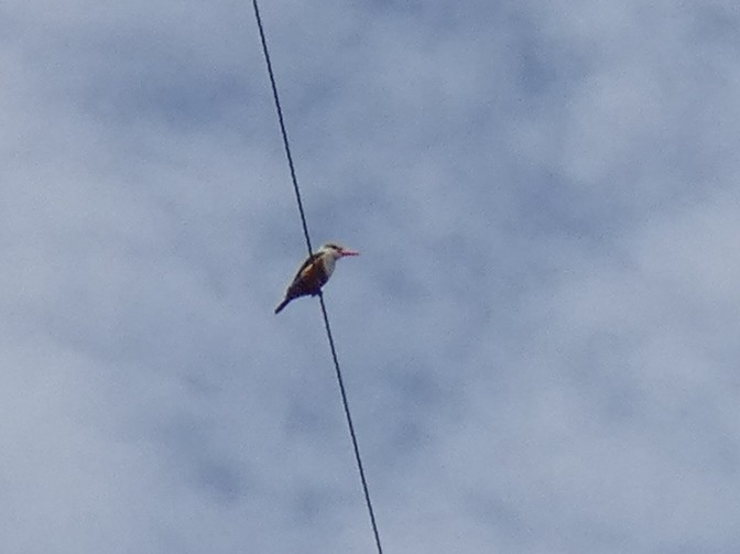 Gray-headed Kingfisher - ML619742284