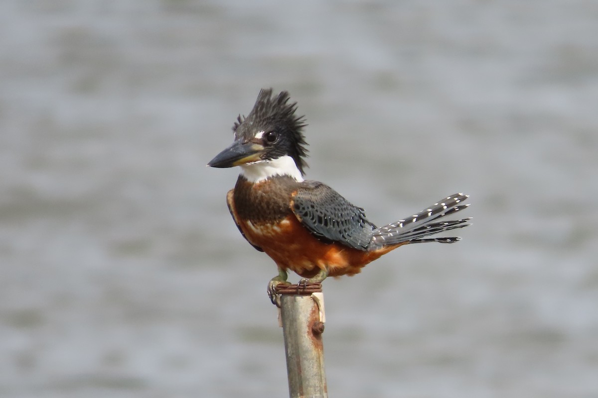 Ringed Kingfisher - ML619742298