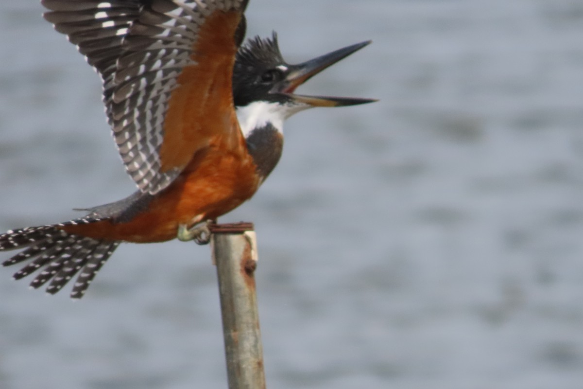 Ringed Kingfisher - ML619742313