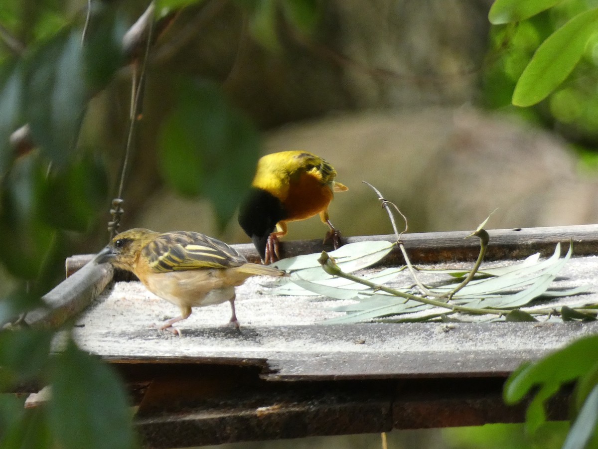 Black-headed Weaver - ML619742331