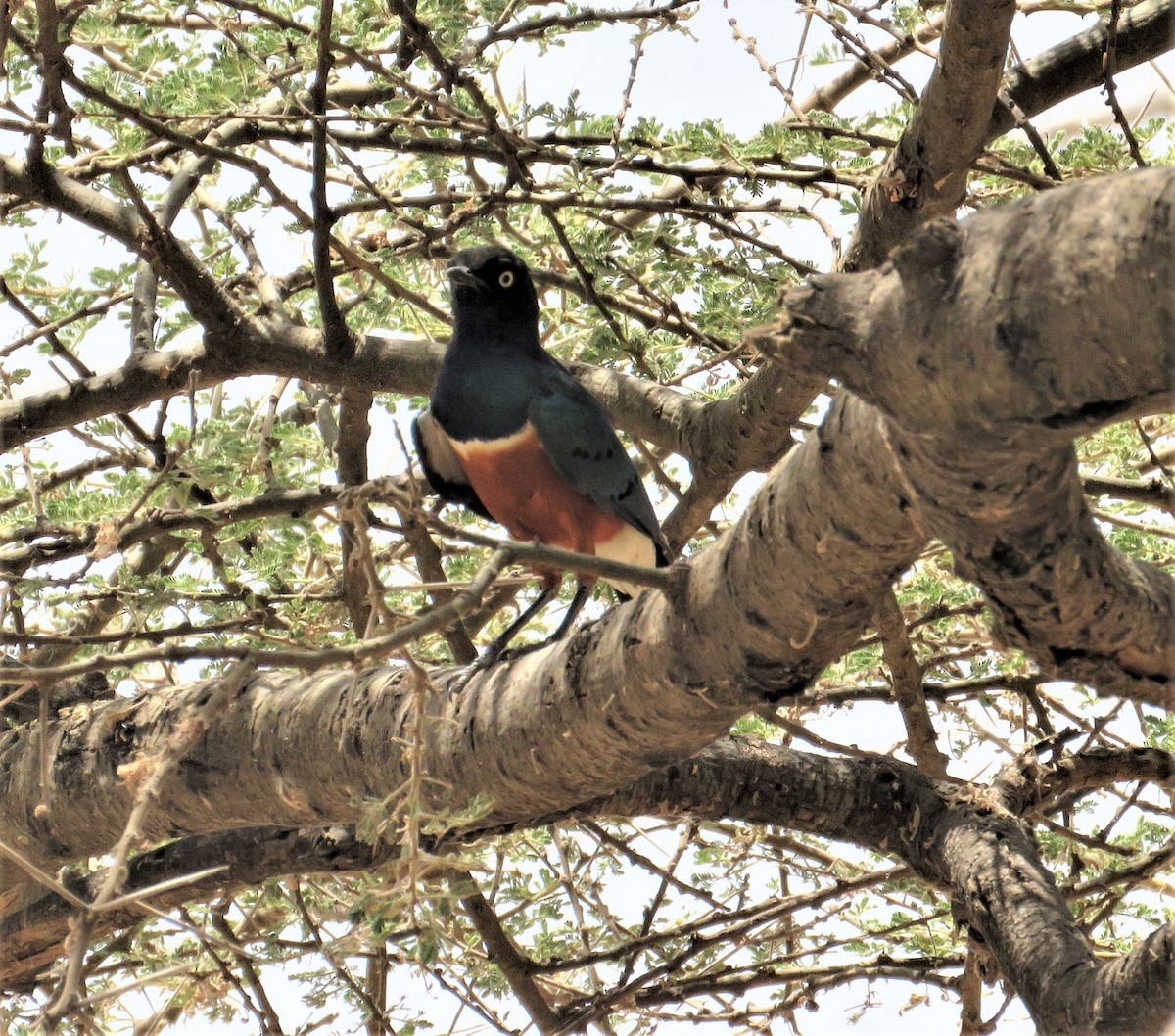 Superb Starling - Anonymous