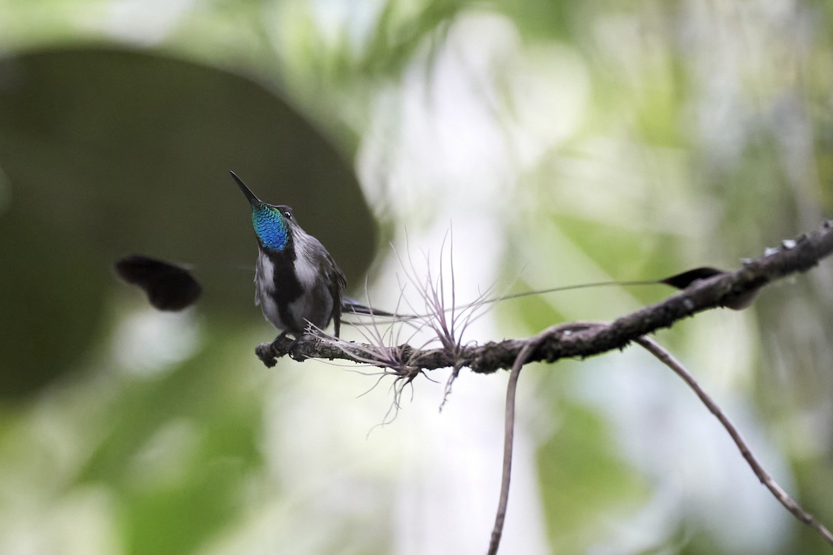 Marvelous Spatuletail - ML619742348