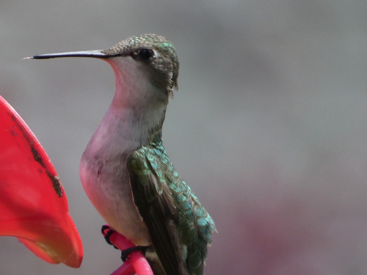 Ruby-throated Hummingbird - ML619742358