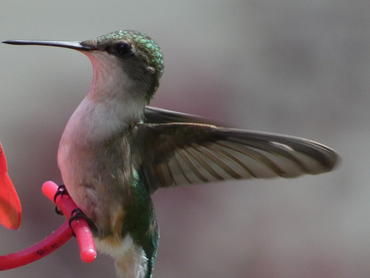 Ruby-throated Hummingbird - ML619742359