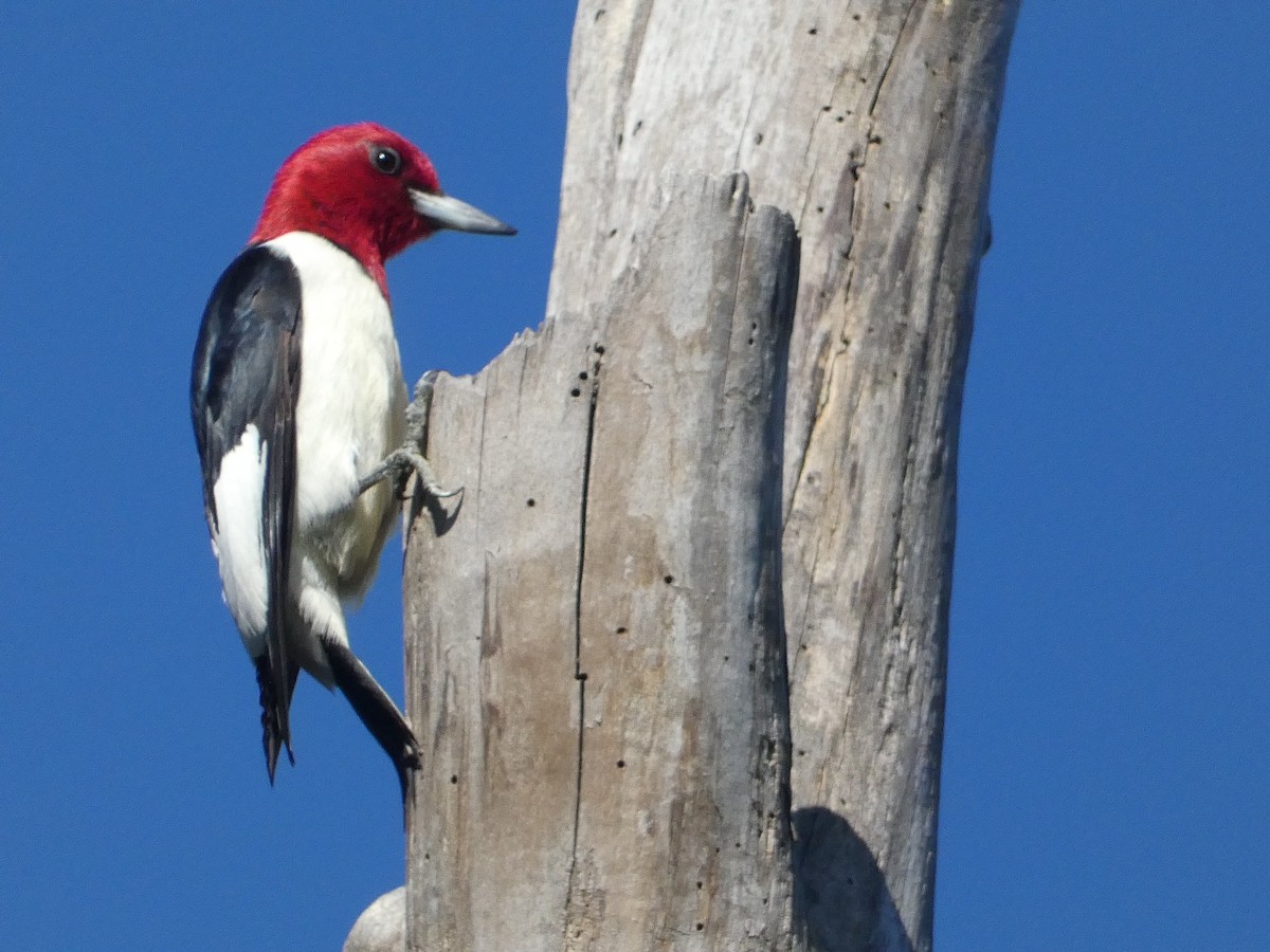 Red-headed Woodpecker - ML619742371