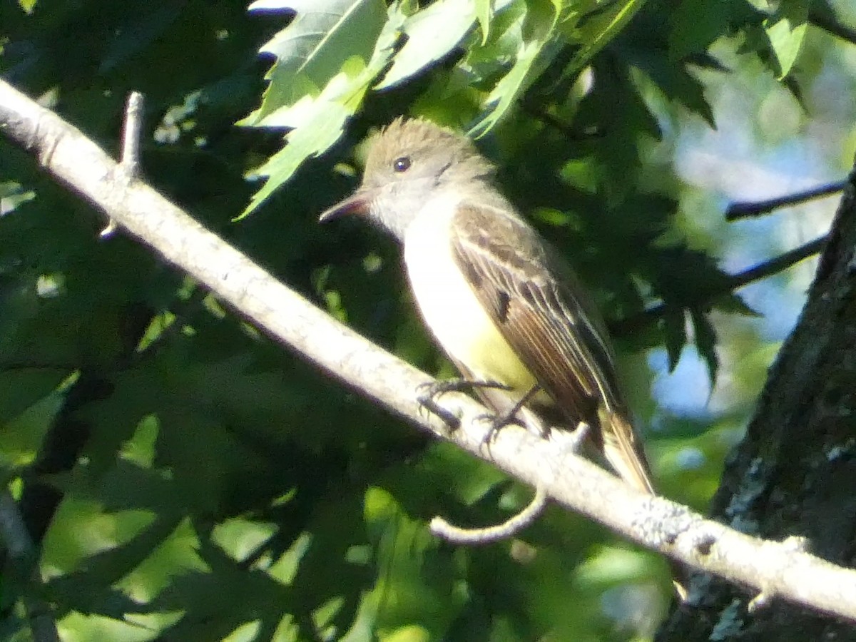 Great Crested Flycatcher - ML619742376