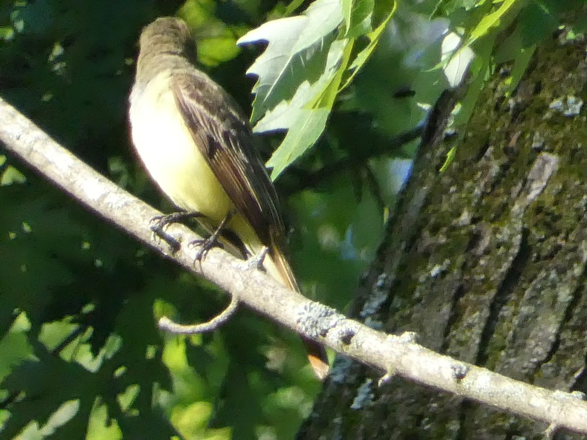 Great Crested Flycatcher - ML619742377
