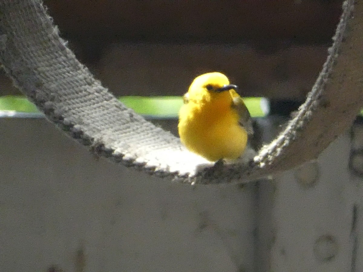 Prothonotary Warbler - ML619742409