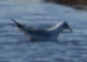 Black-headed Gull - ML619742422