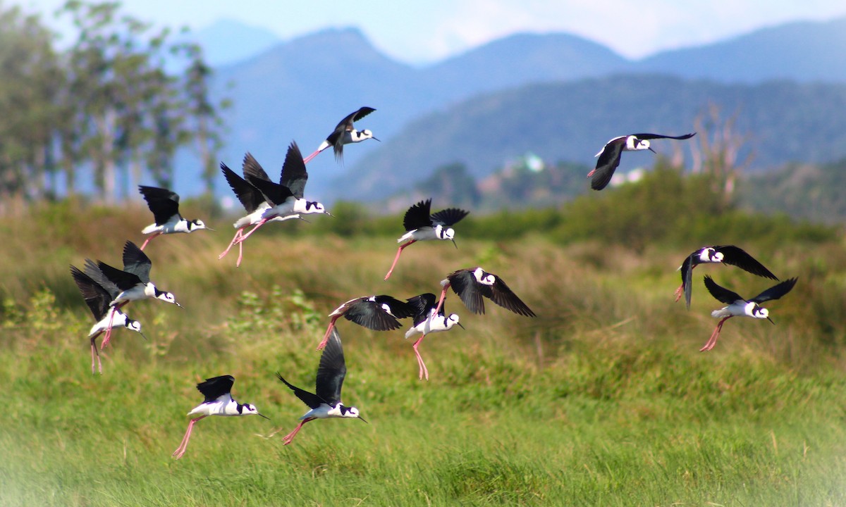 Black-necked Stilt (White-backed) - ML619742483