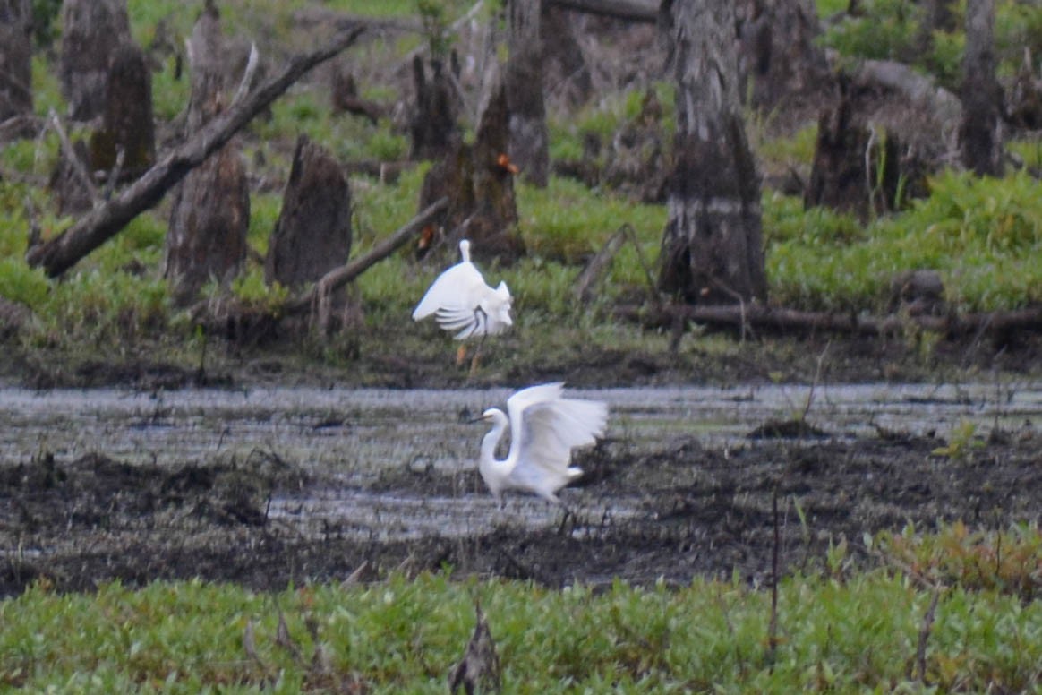 Snowy Egret - ML619742492