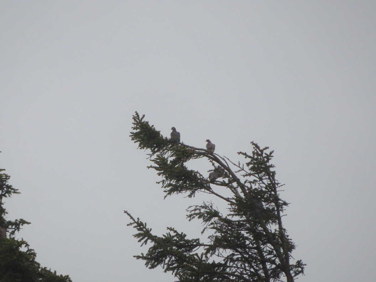 Band-tailed Pigeon - ML619742493