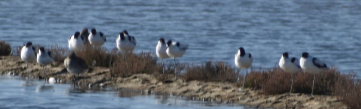 Avoceta Común - ML619742523