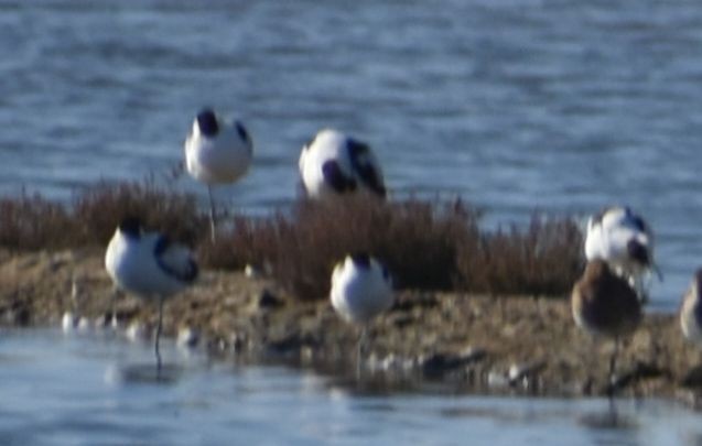 Pied Avocet - ML619742524