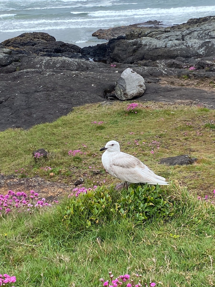 Glaucous-winged Gull - ML619742555