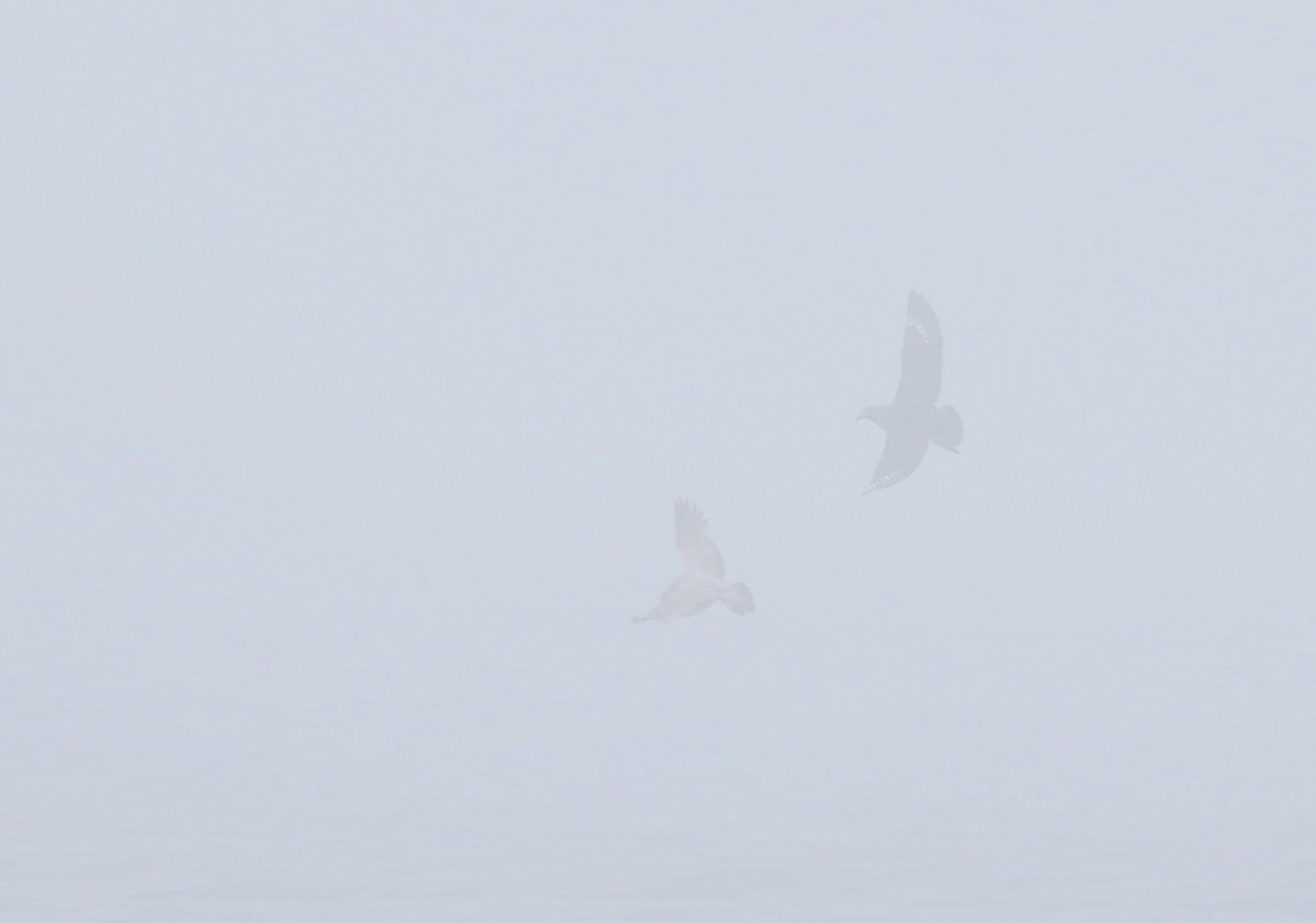 South Polar Skua - ML619742603