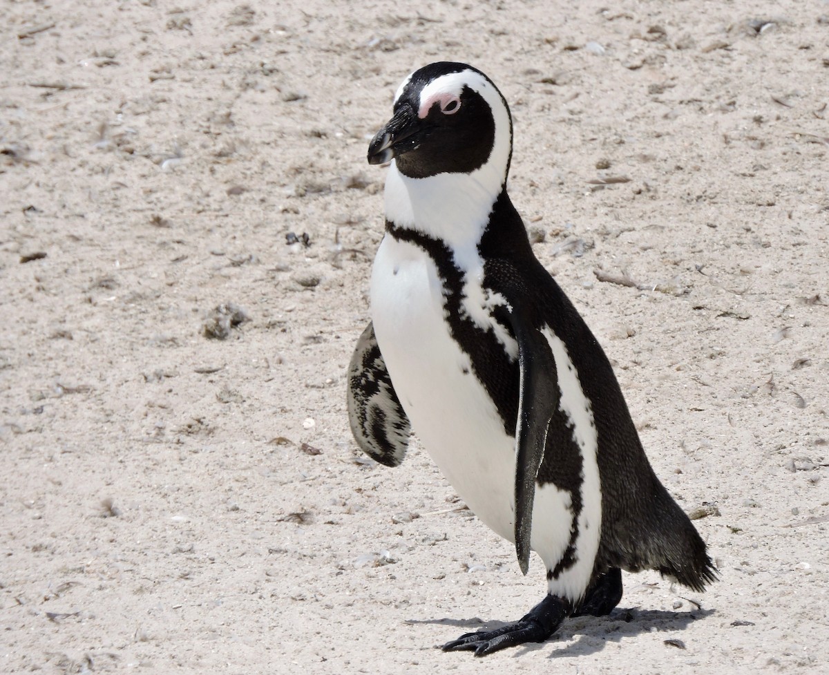 Pingüino de El Cabo - ML619742635