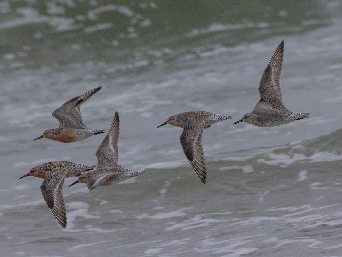 Red Knot - ML619742641