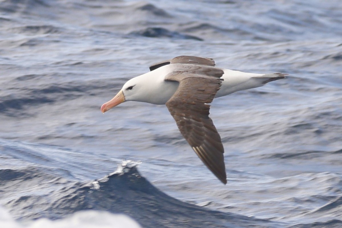 Albatros Ojeroso (melanophris) - ML619742642