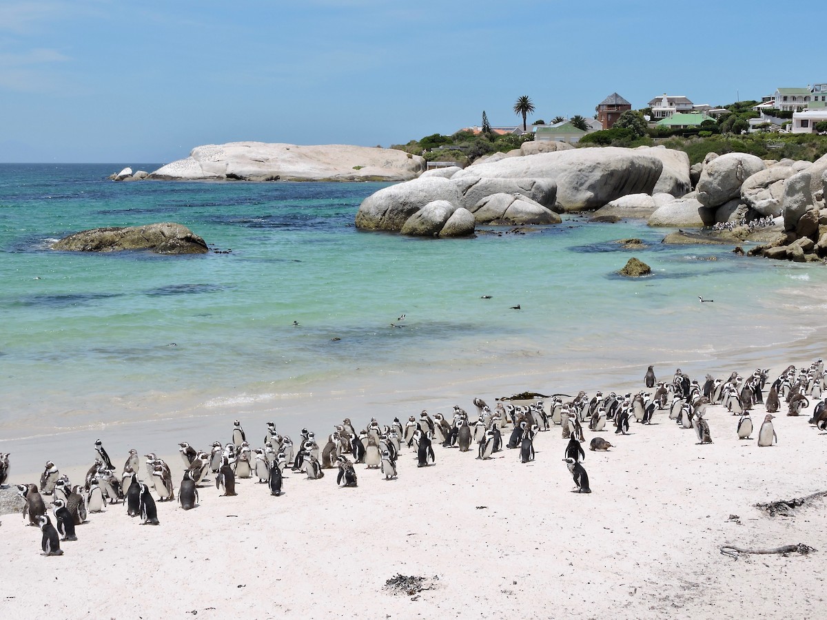 Pingüino de El Cabo - ML619742645