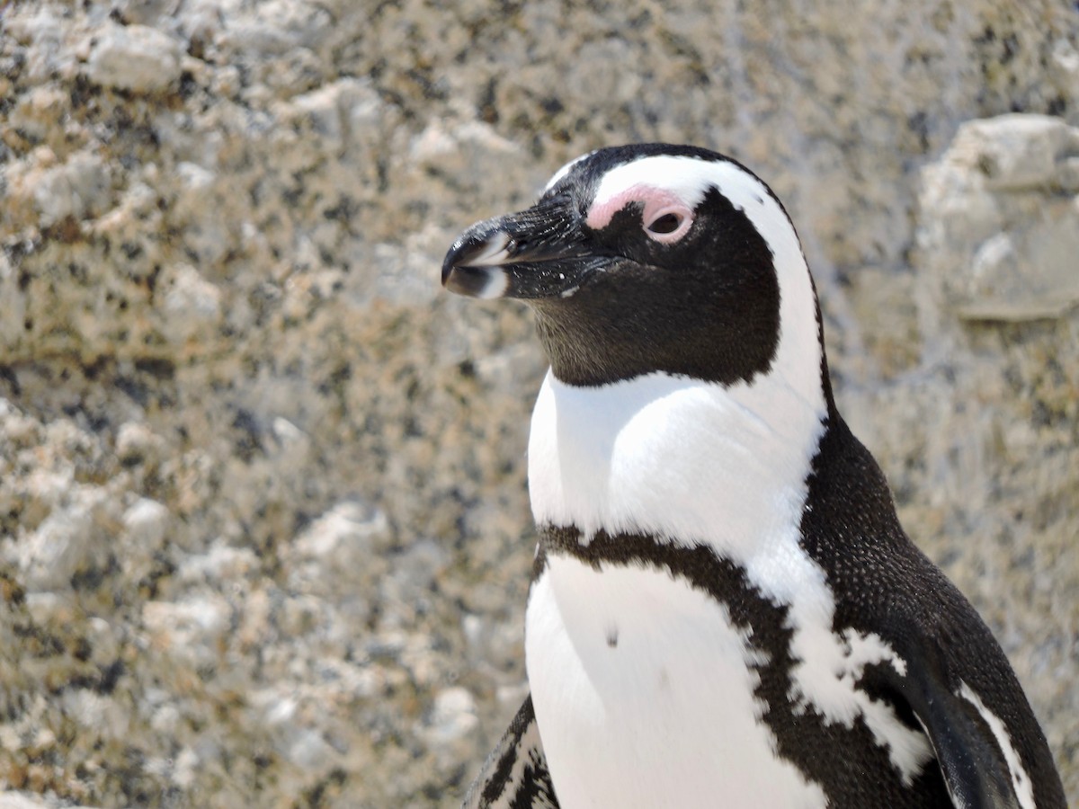 Pingüino de El Cabo - ML619742658