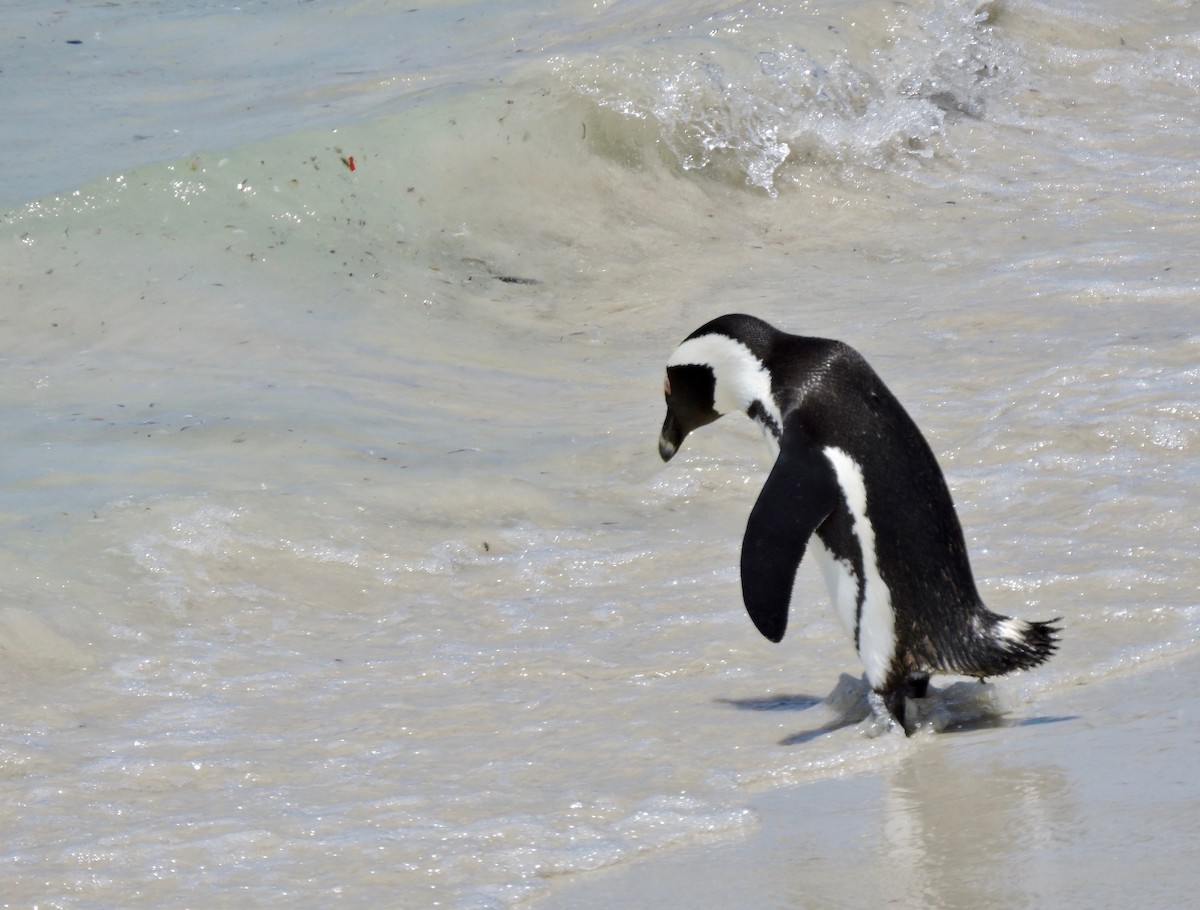 Pingüino de El Cabo - ML619742660