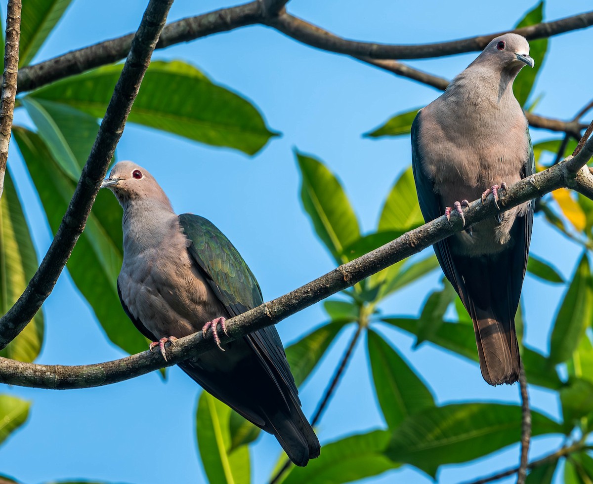 Green Imperial-Pigeon - ML619742670