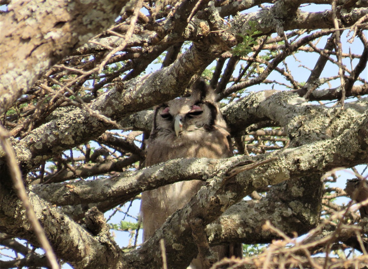 Verreaux's Eagle-Owl - ML619742678