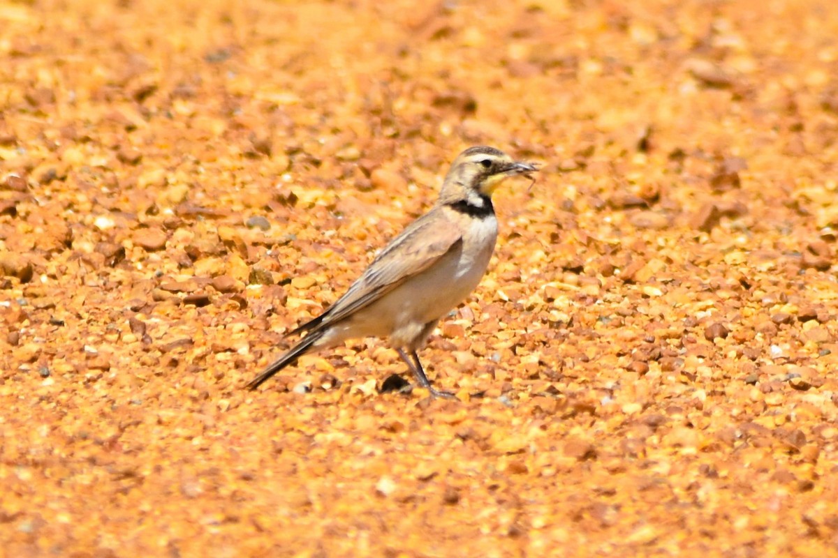 Horned Lark - ML619742692