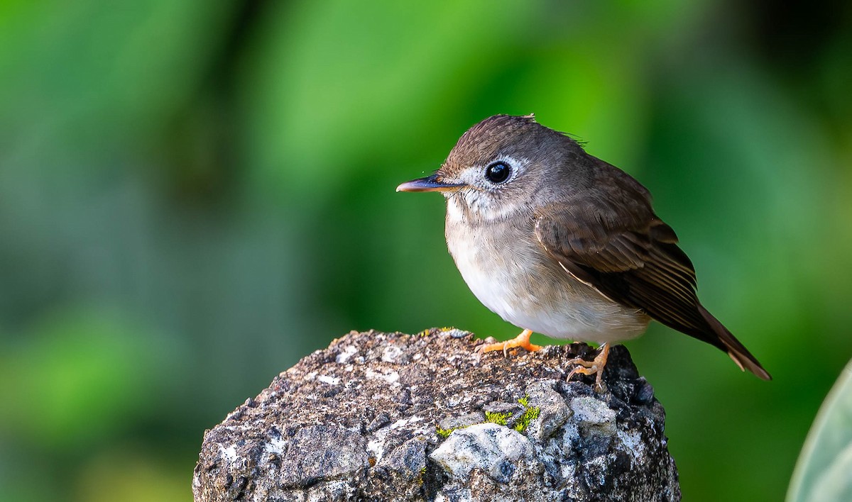 Brown-breasted Flycatcher - ML619742699