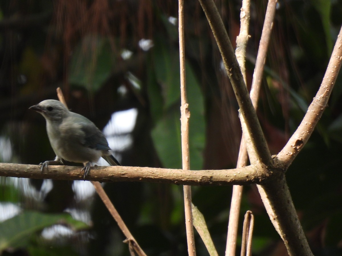 Blue-gray Tanager - ML619742733