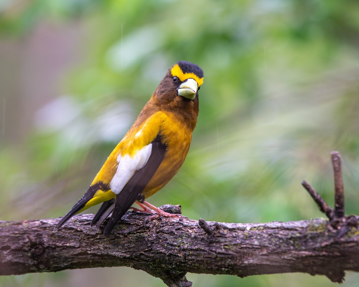 Evening Grosbeak - ML619742800