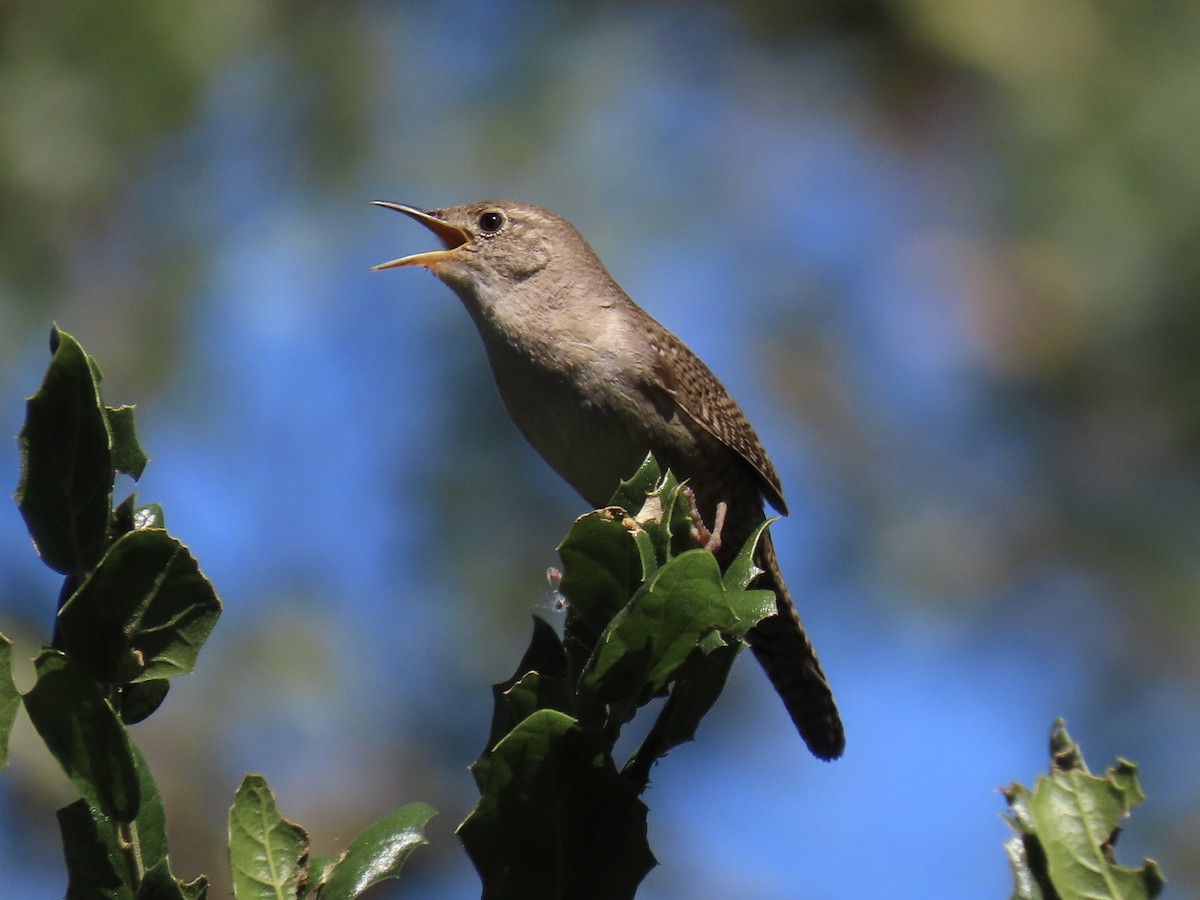 Chochín Criollo - ML619742811