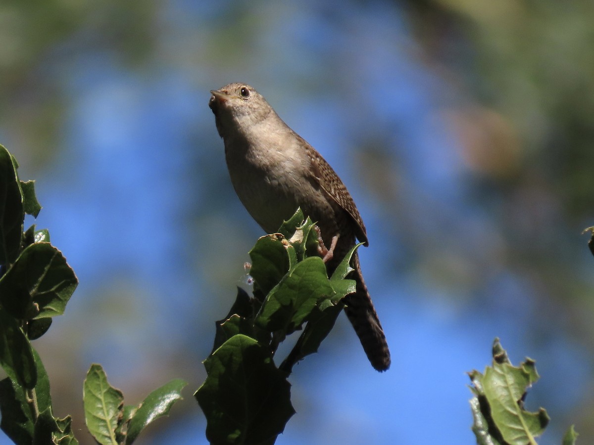 Chochín Criollo - ML619742813