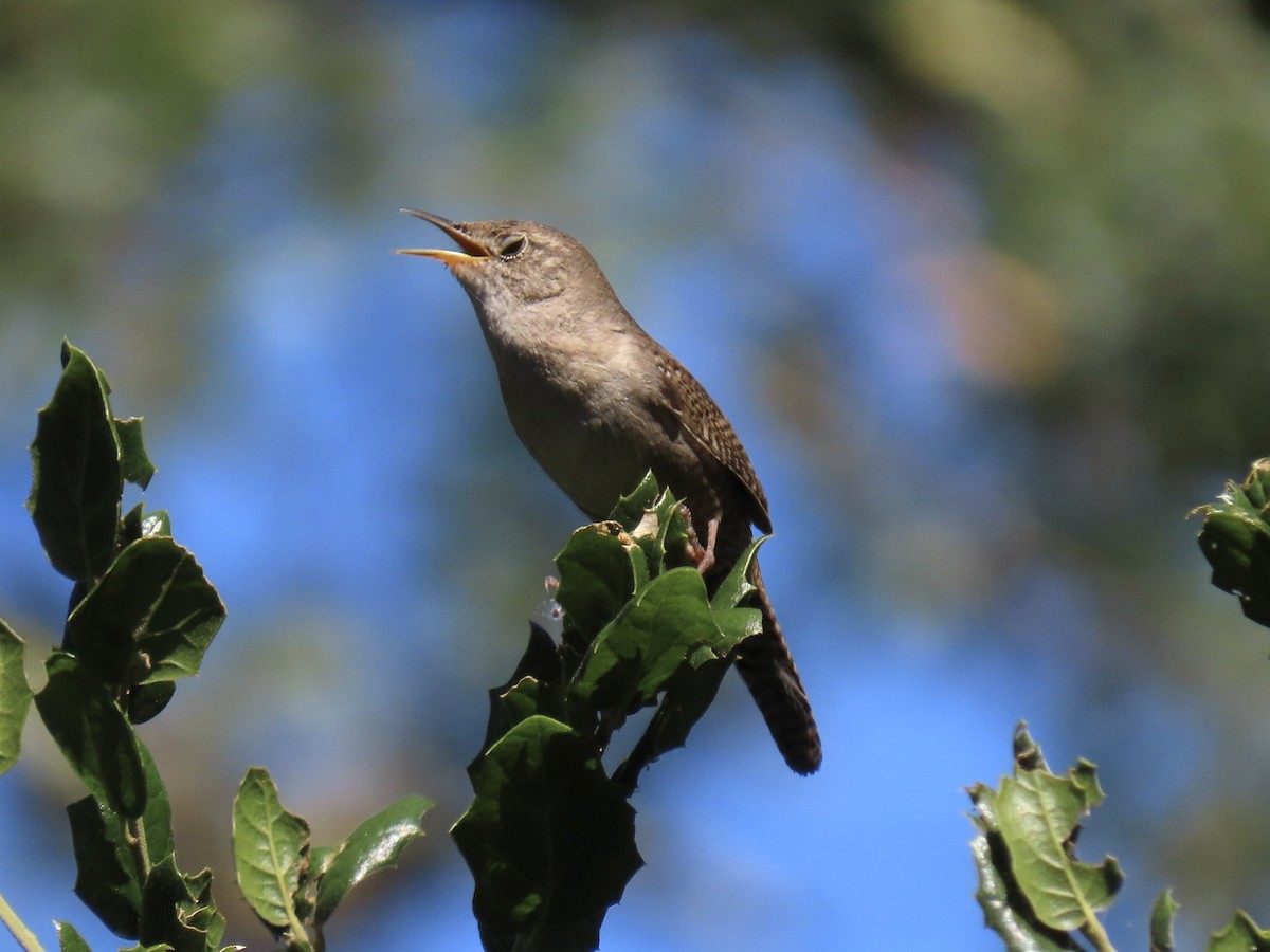 Chochín Criollo - ML619742814