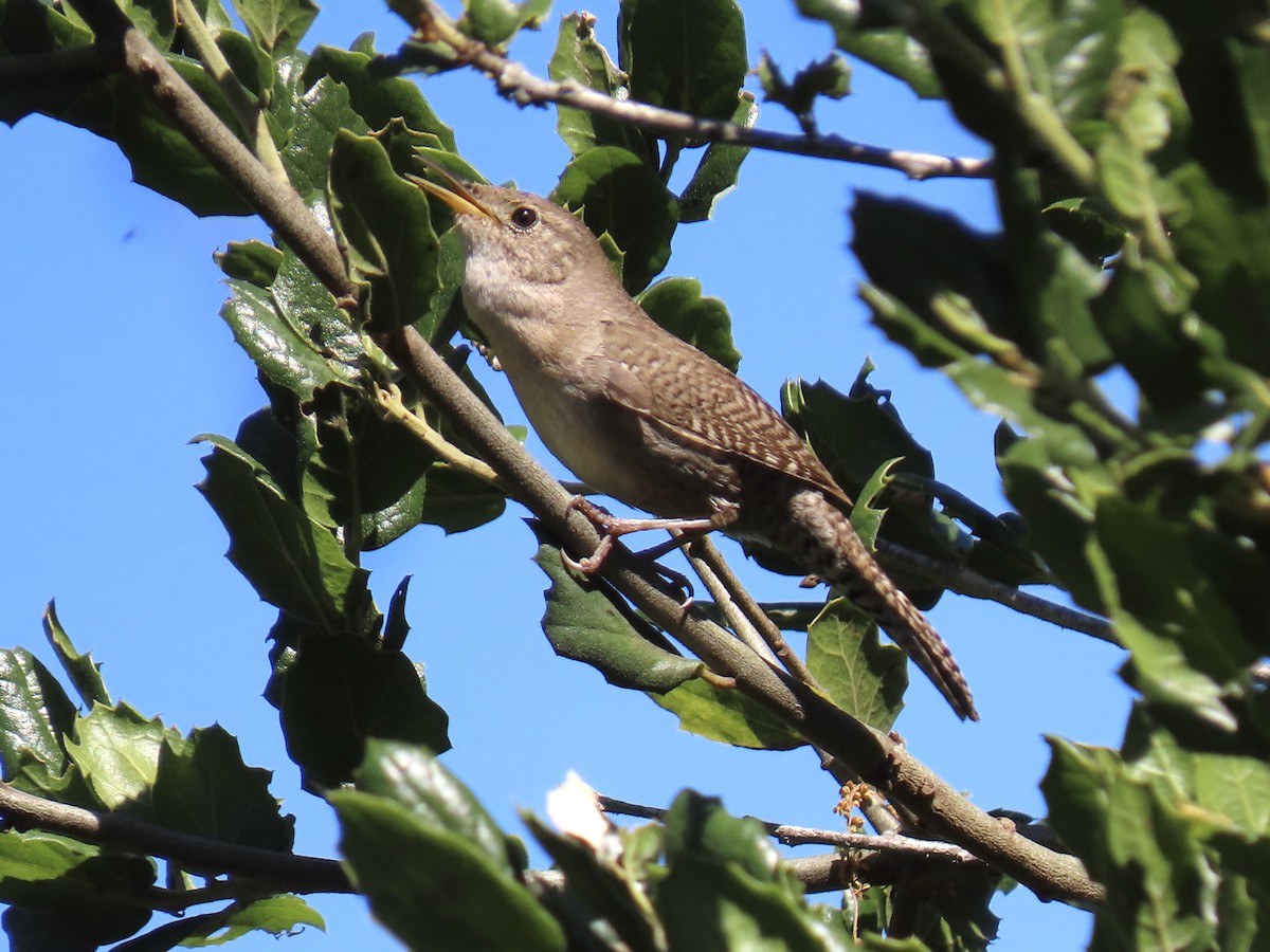 House Wren - ML619742815