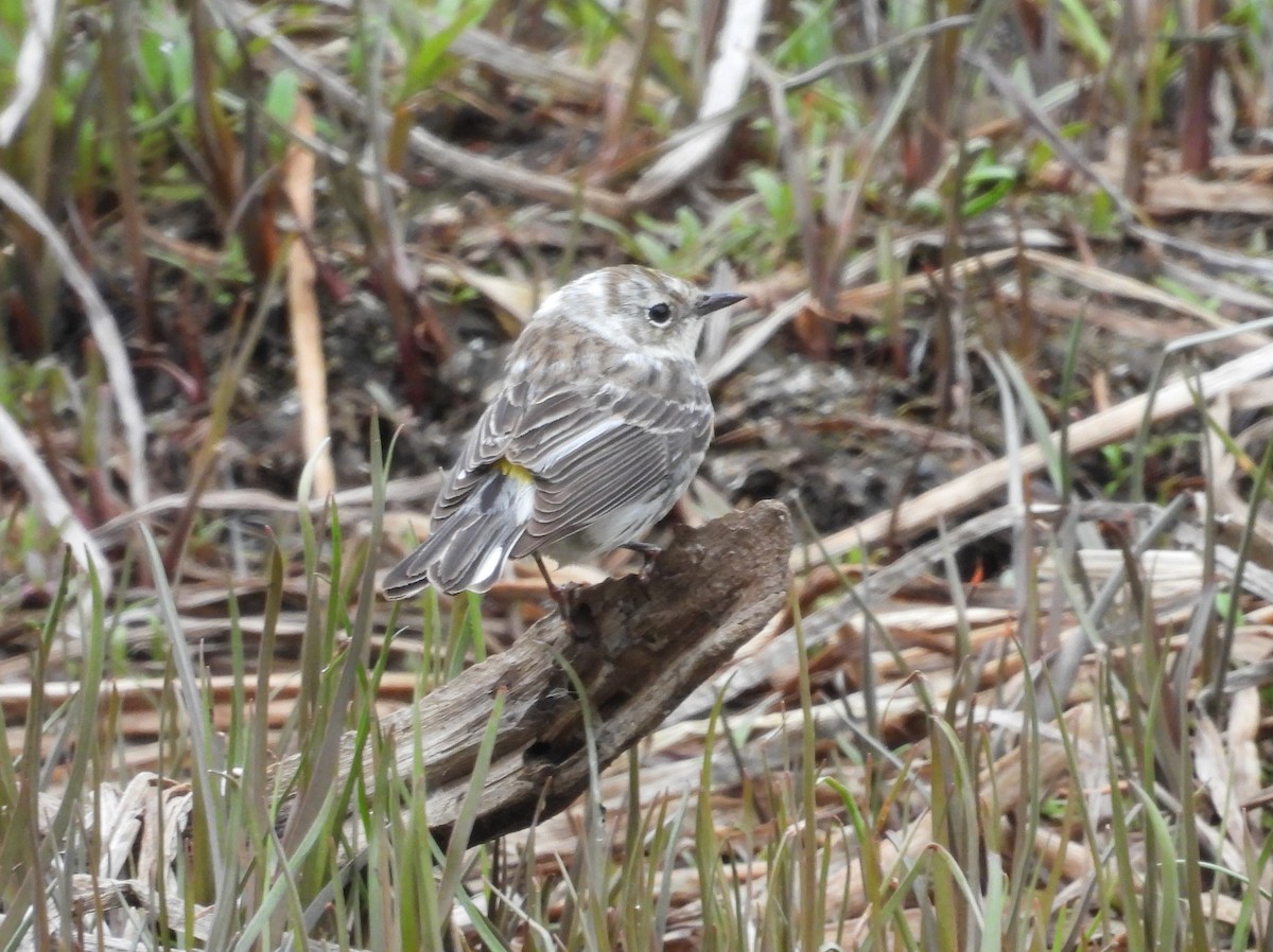 Yellow-rumped Warbler - ML619742816