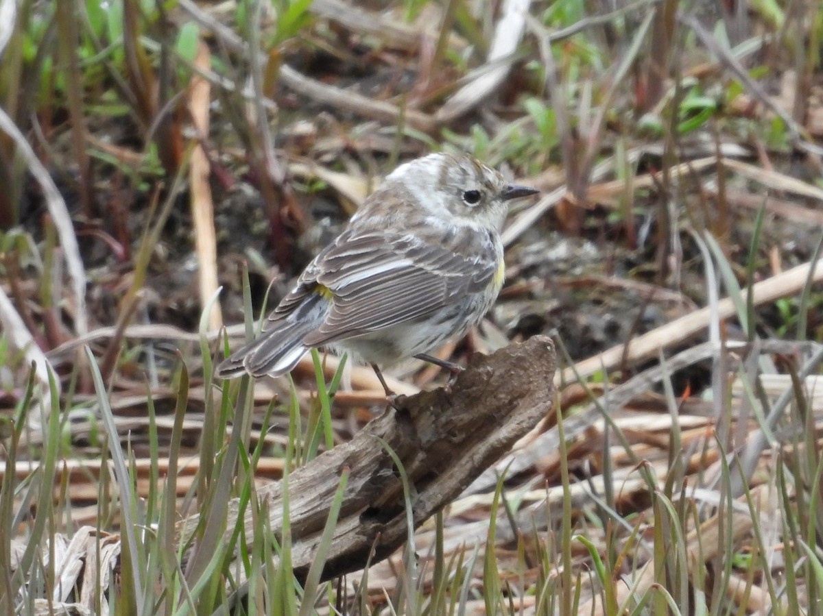 Yellow-rumped Warbler - ML619742817