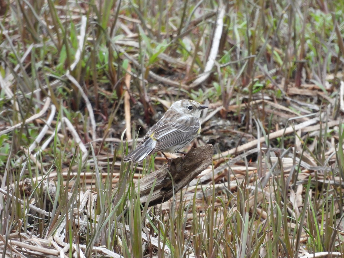 Yellow-rumped Warbler - ML619742818