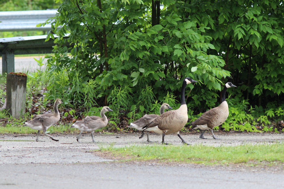 Canada Goose - ML619742821