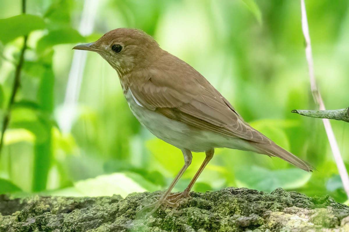 Swainson's Thrush - ML619742823