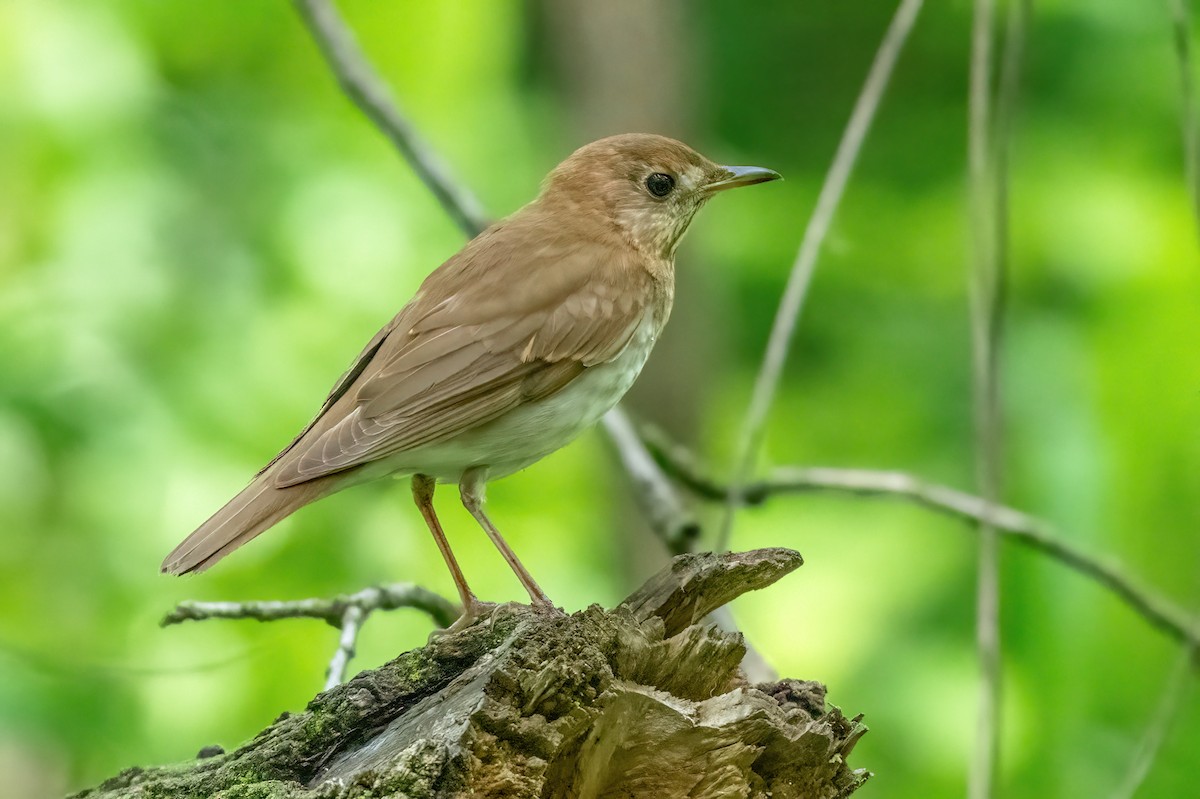 Swainson's Thrush - ML619742824